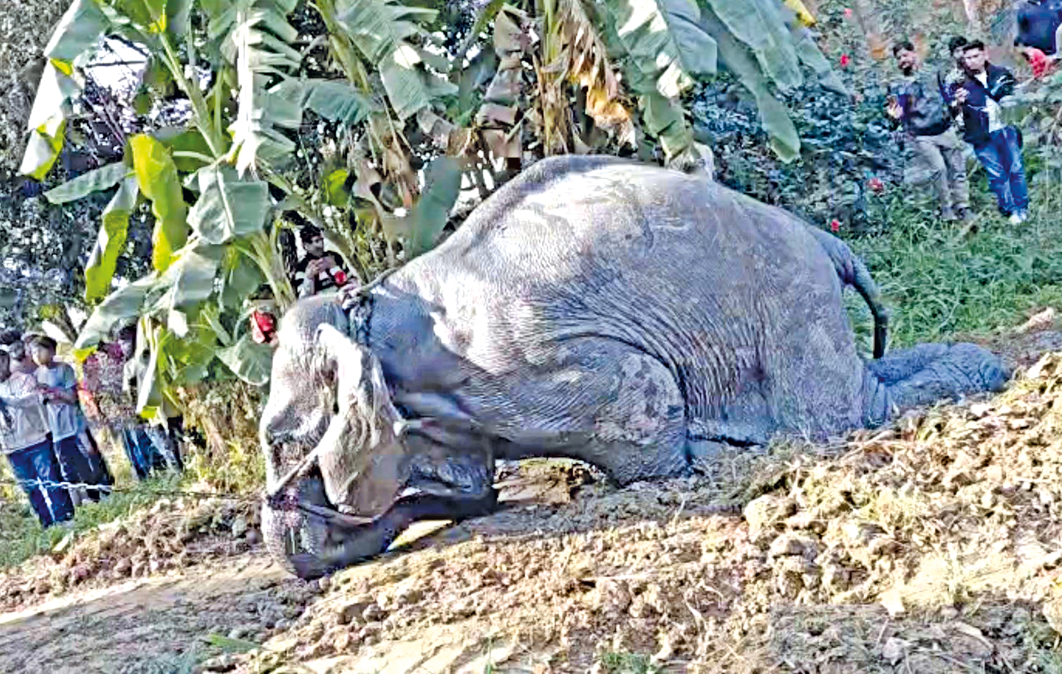 Tragic legacy of Bangladesh’s captive elephants