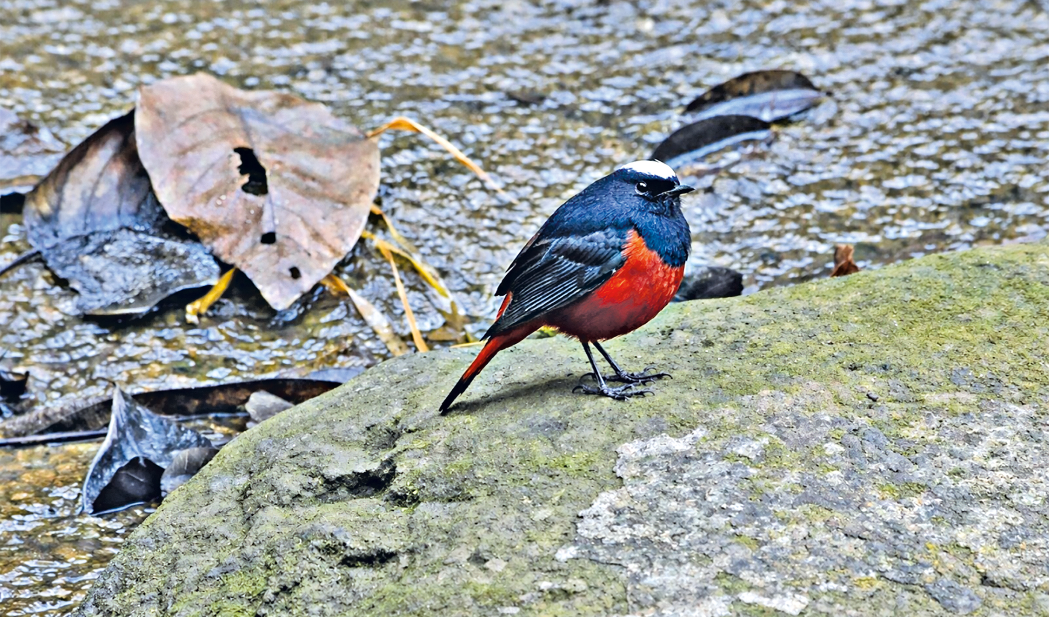 The little monarch of Madhabkunda