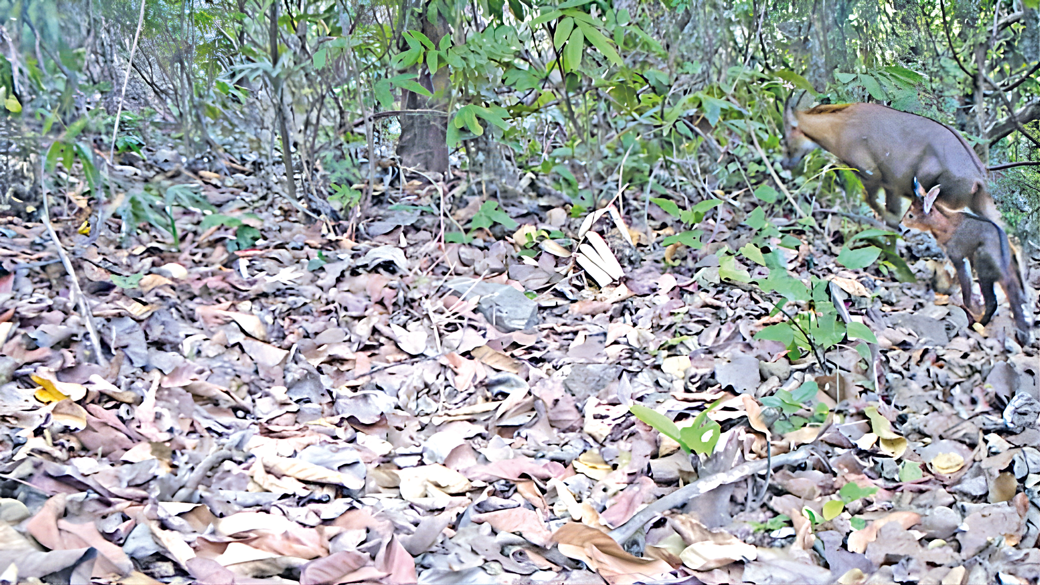 Without a Bangladesh wildlife service, our wildlife has no future
