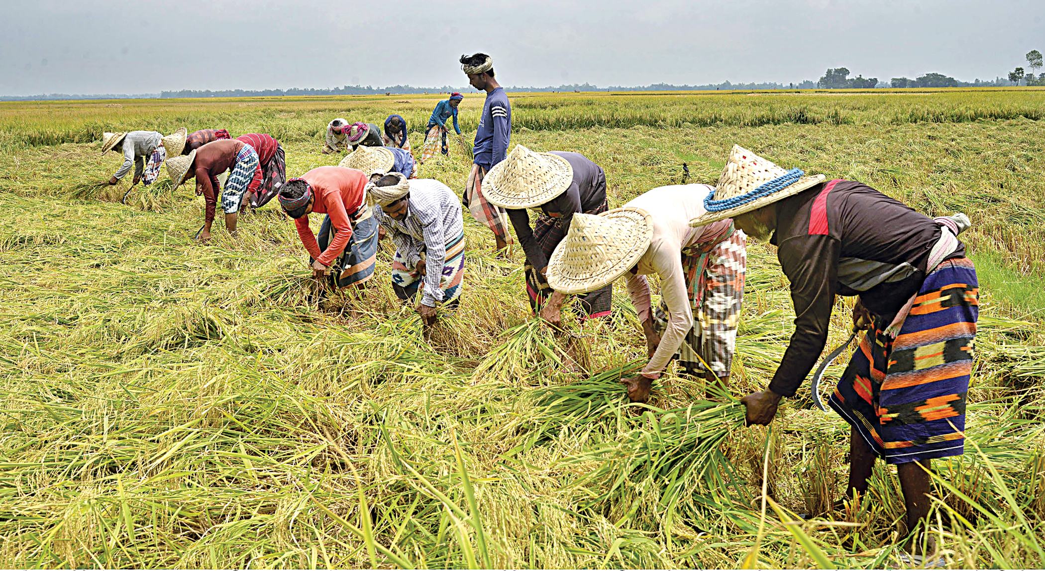 Farmers forced to sell paddy at half its cost