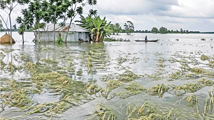 Two farmers die after witnessing submerged paddy fields in Brahmanbaria, Kishoreganj
