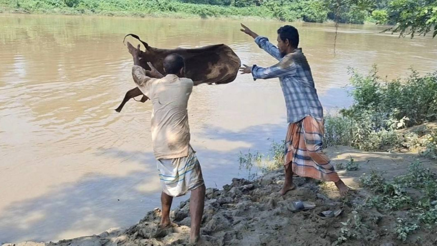 The collapse of the Qurbani rawhide economy: Who is to blame?