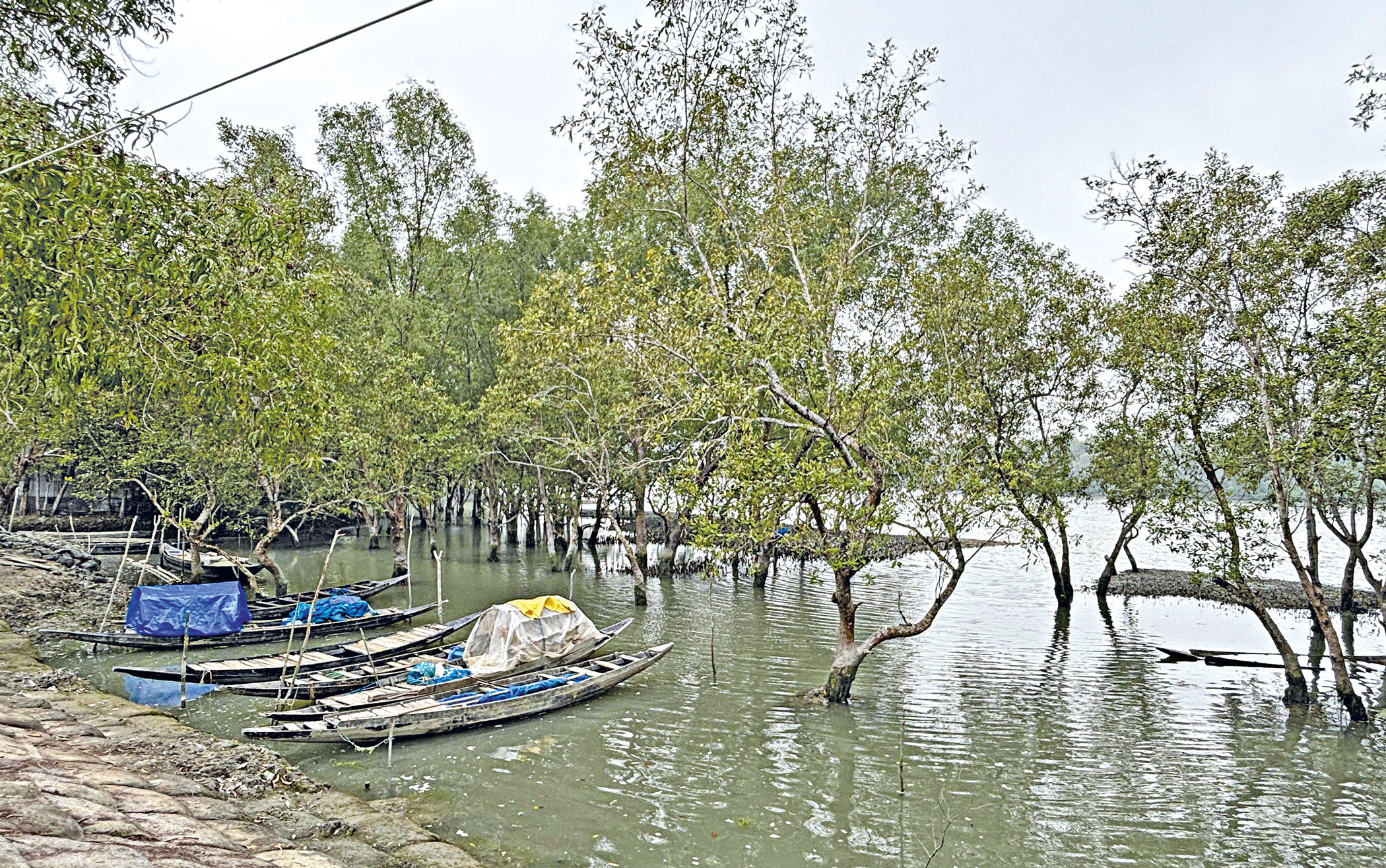 The cost of conservation in the Sundarbans