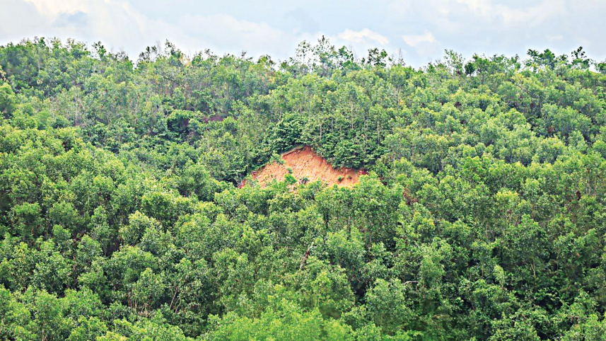 Our forestry policy must be rooted in local evidence