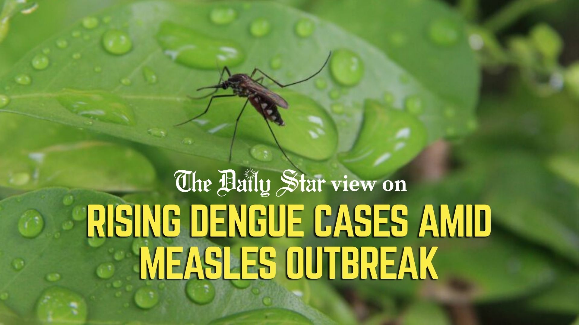 Beware the double whammy of dengue, measles