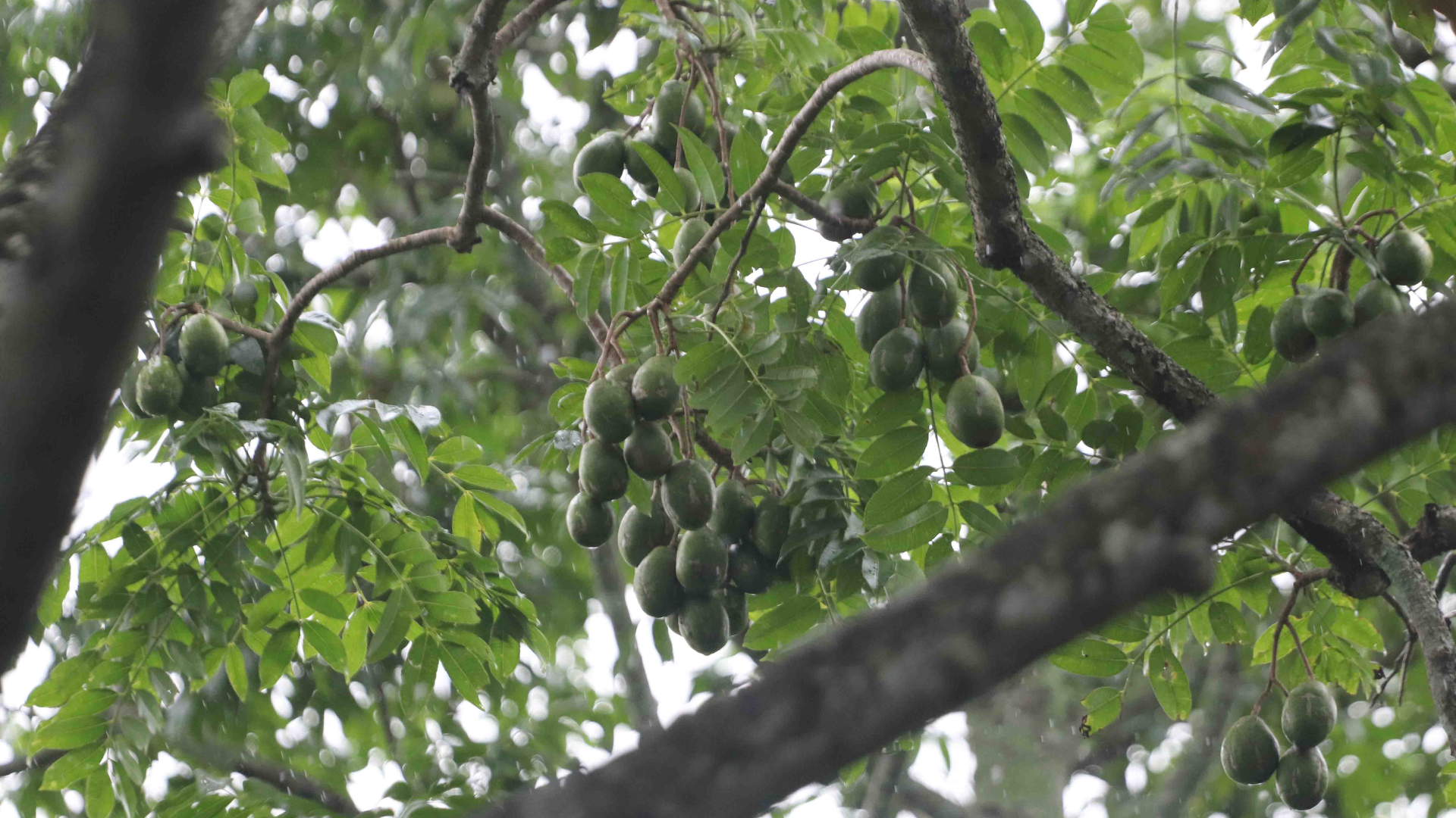 Beyond guava: The rise of hog plum in Bangladesh's floating orchard belt