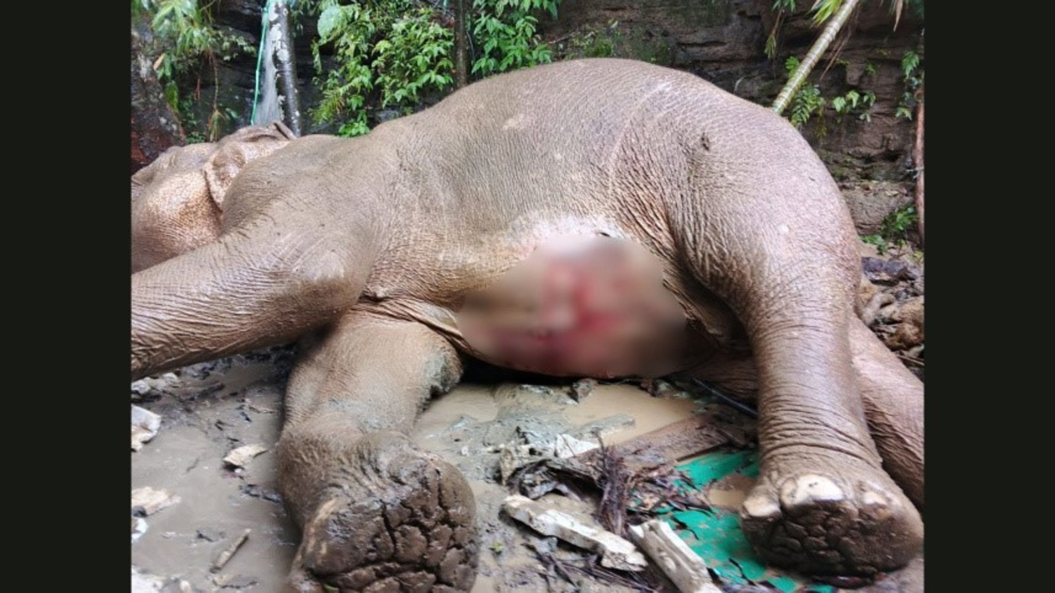 Wild elephant injured after falling from hill