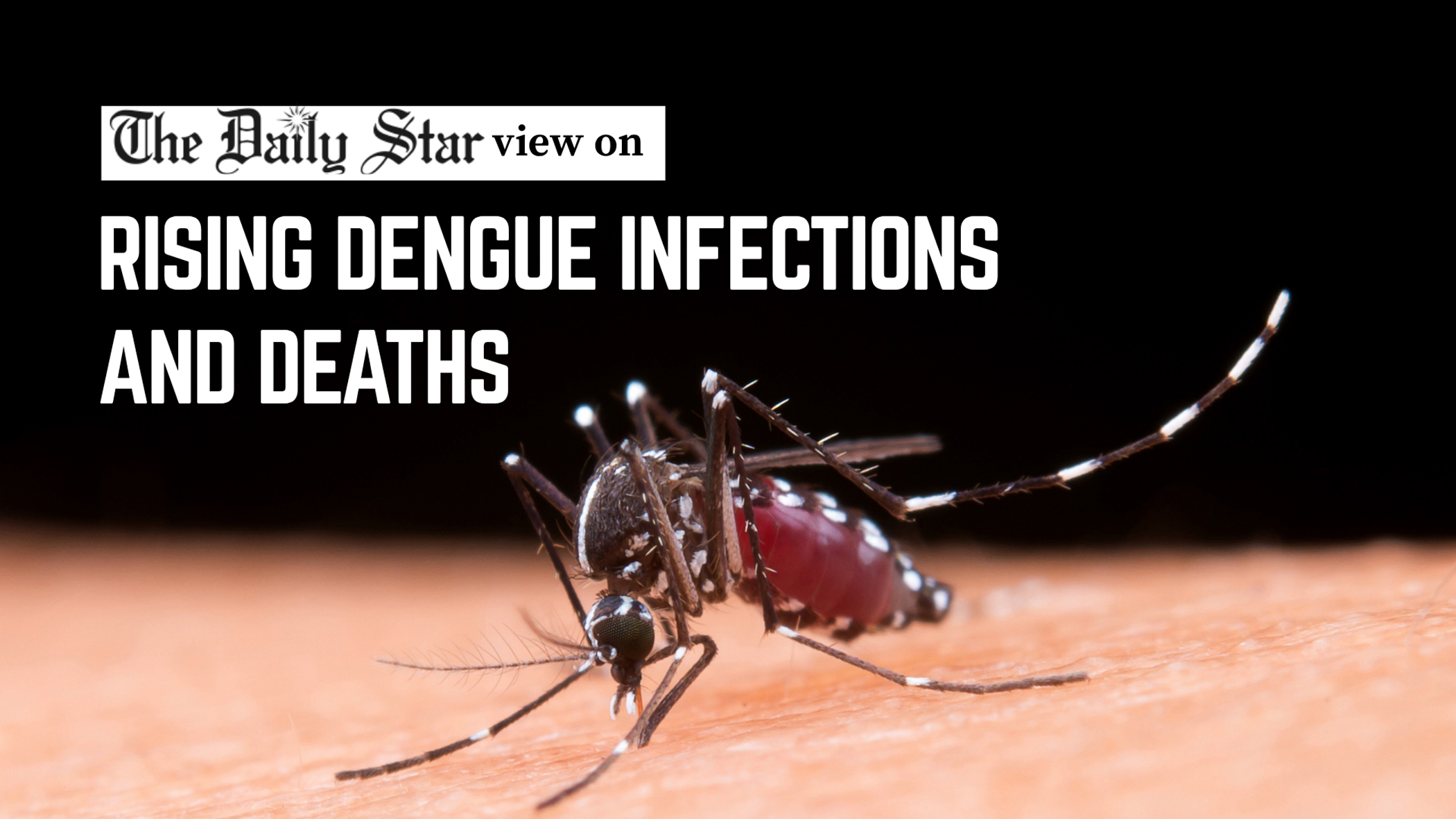  Act fast before the dengue outbreak worsens