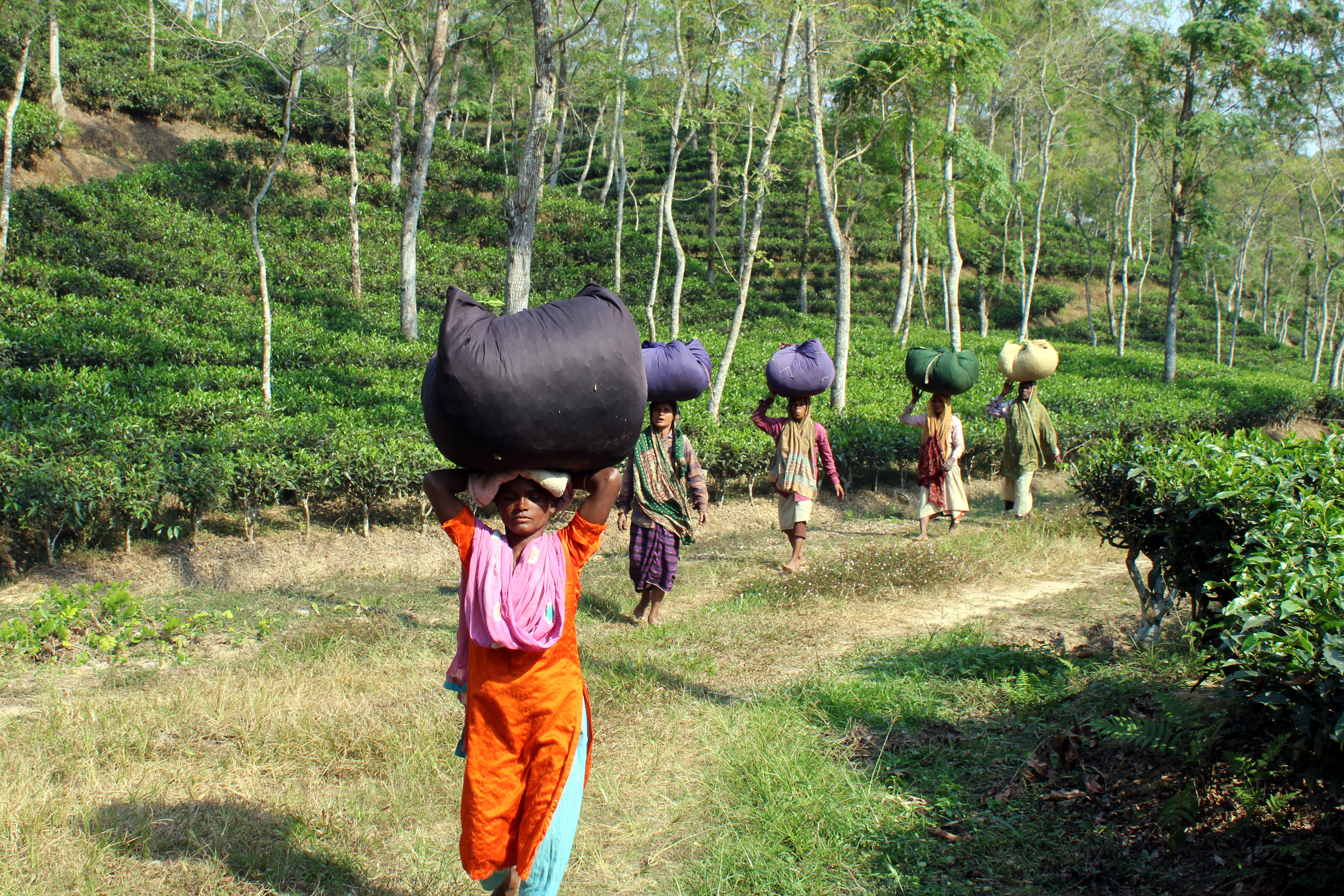 The mental toll on women tea workers