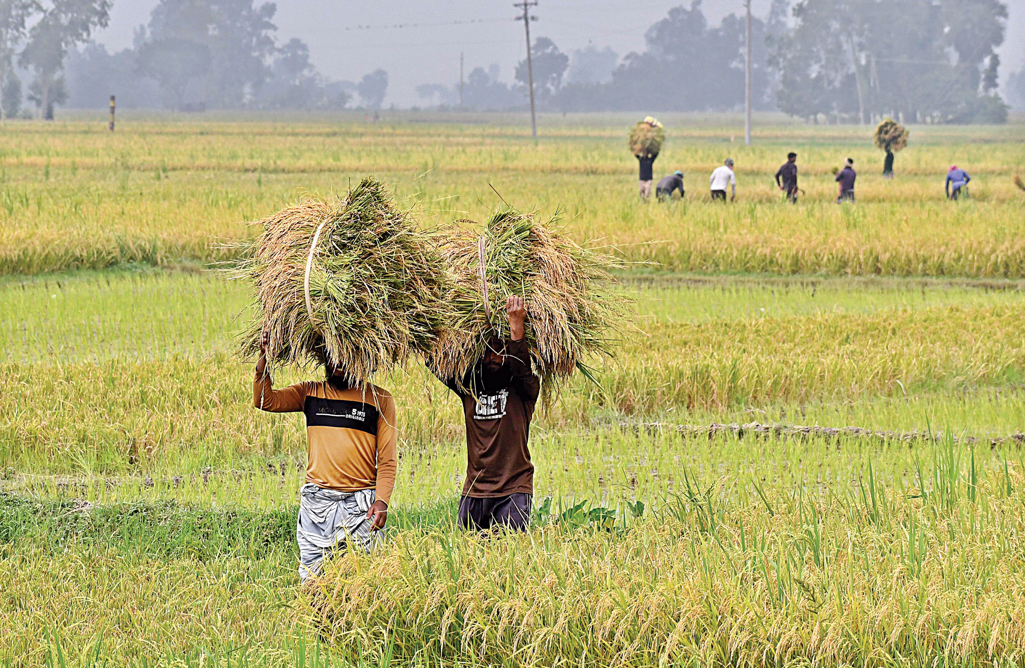 Fertiliser still stuck in supply chain maze