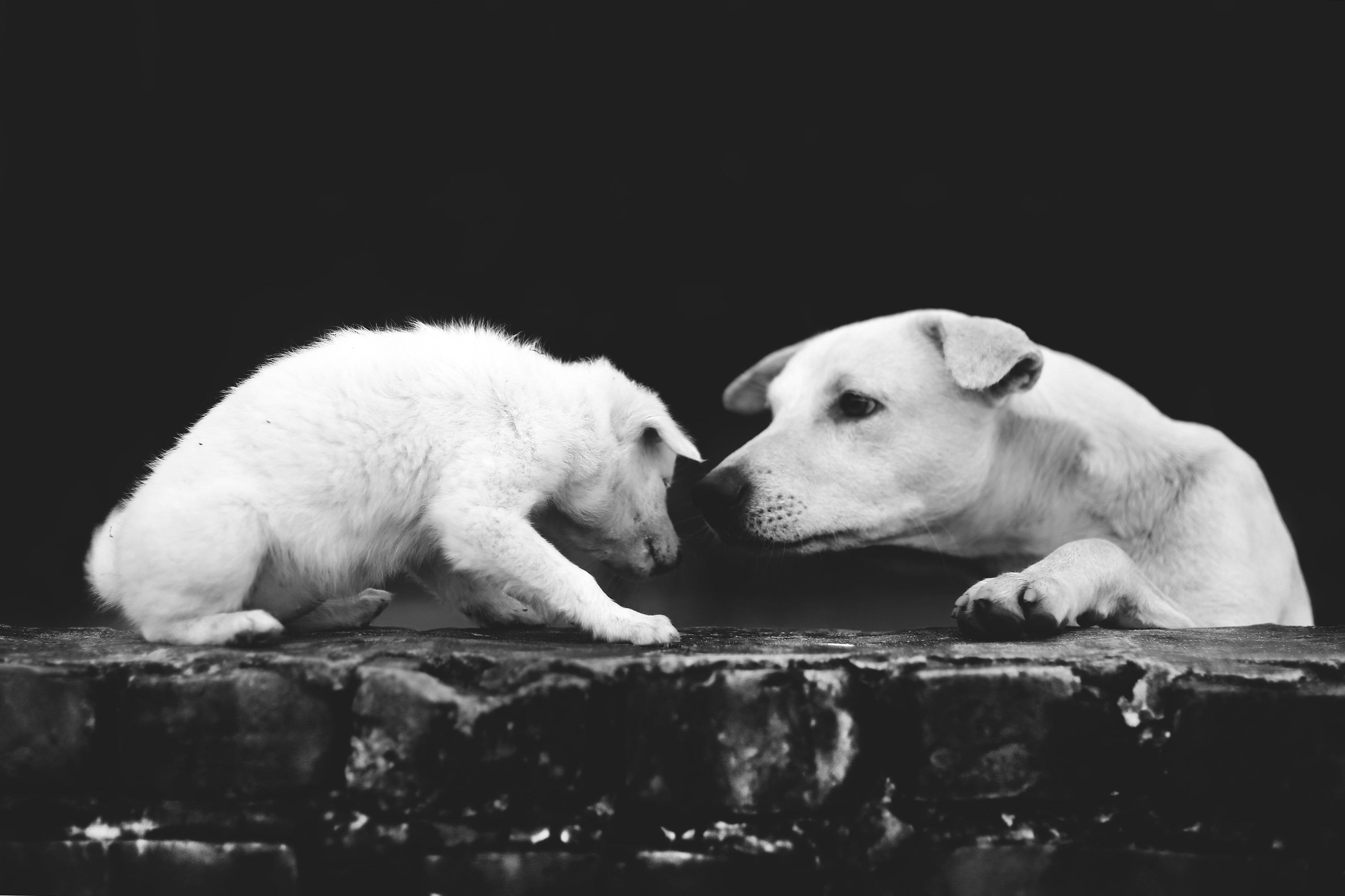 A dog sees Dhaka