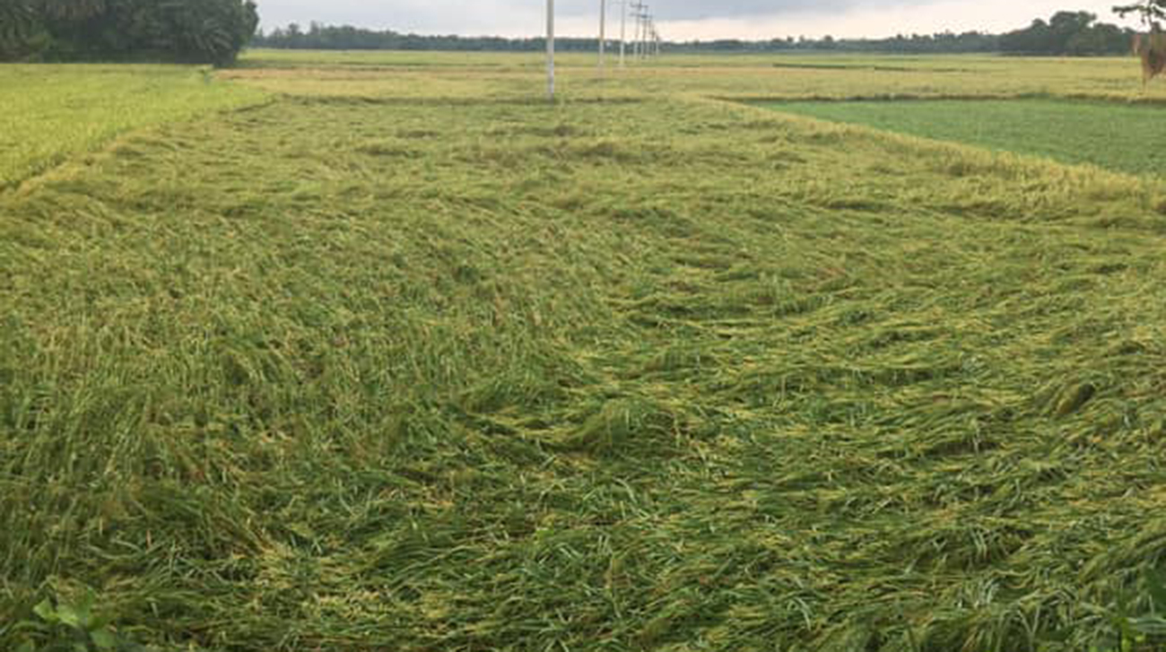 53,000 acres of cropland damaged in Fani cyclone