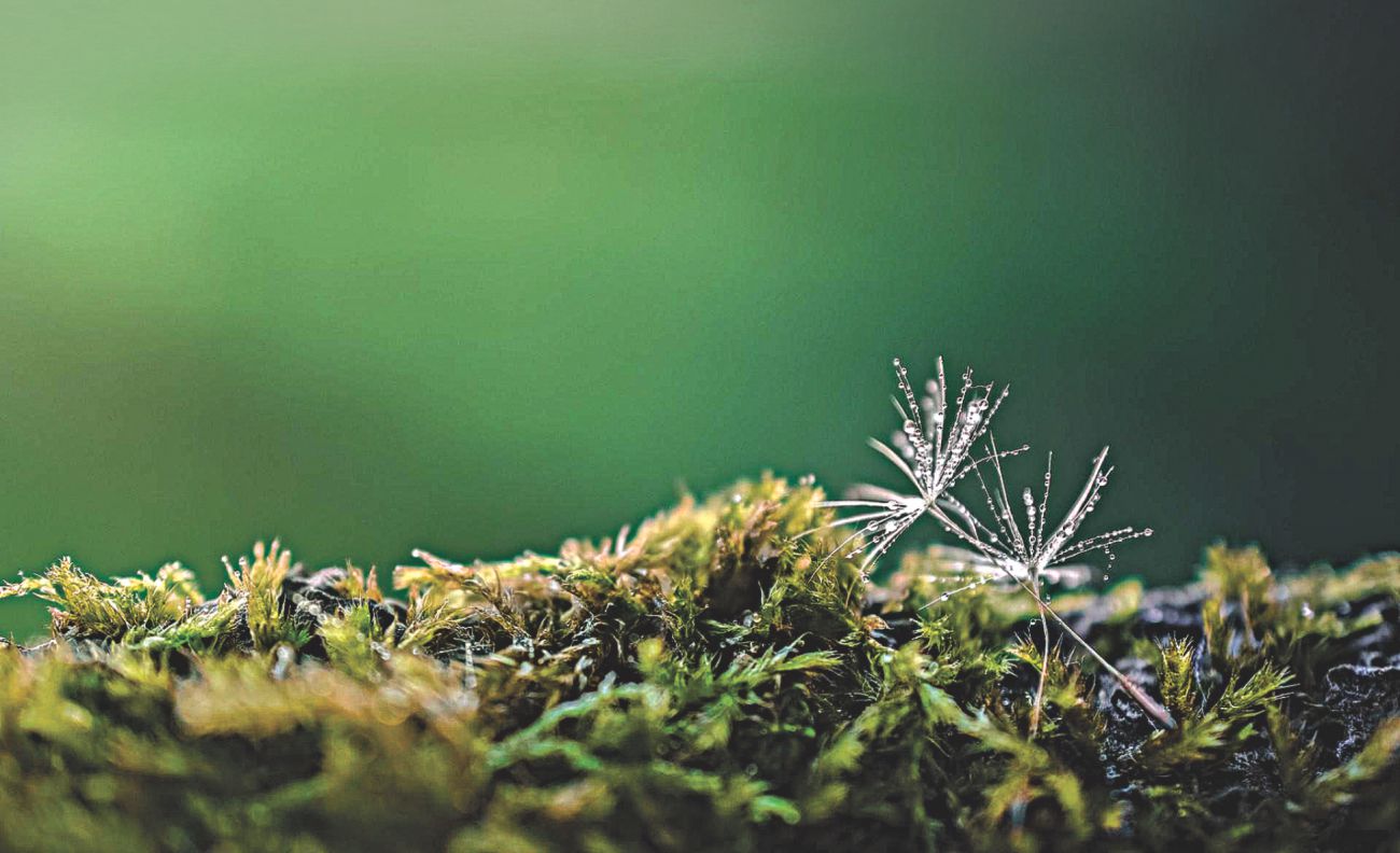 Nature