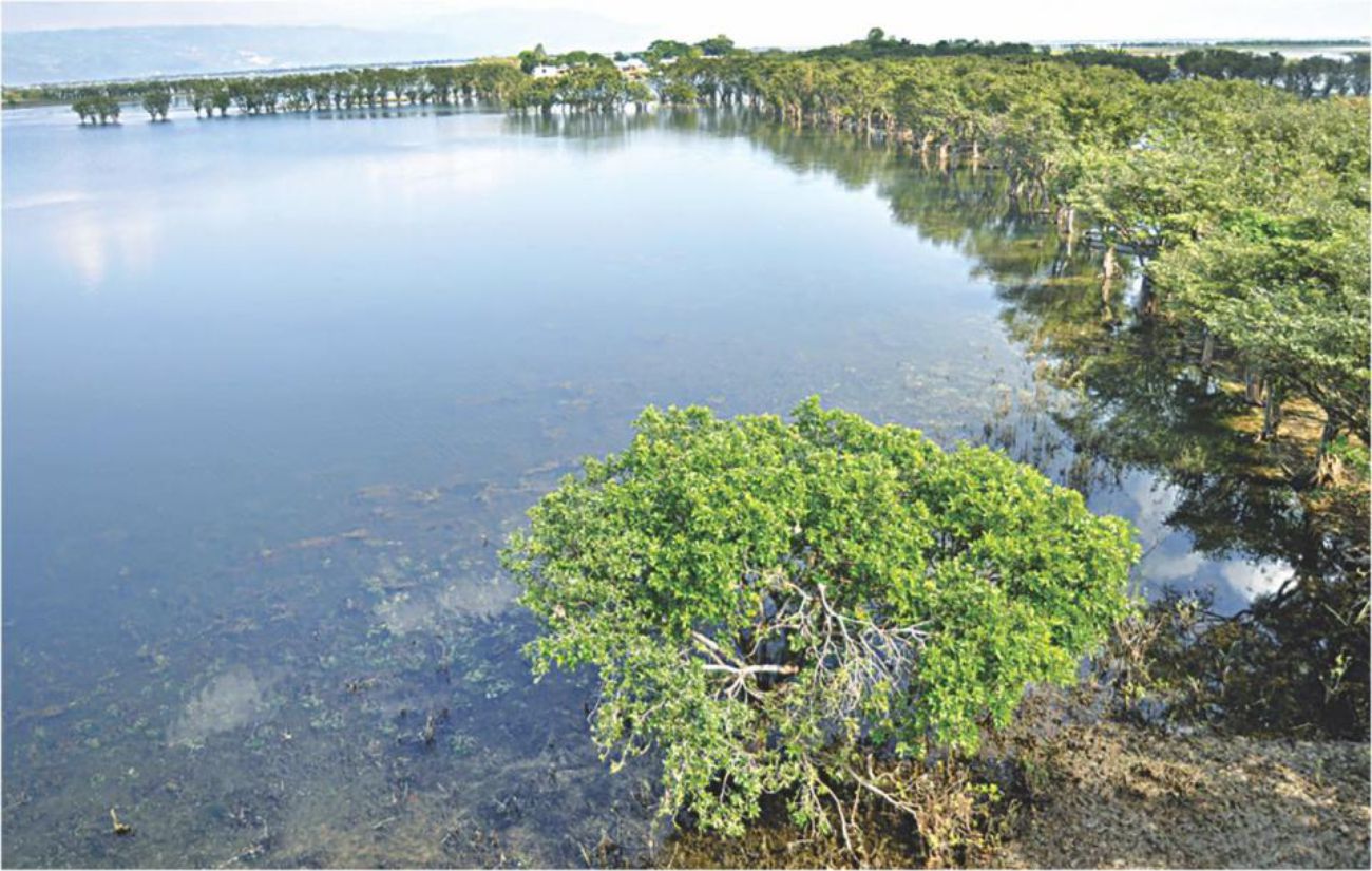 Conserving wetlands to tackle climate change