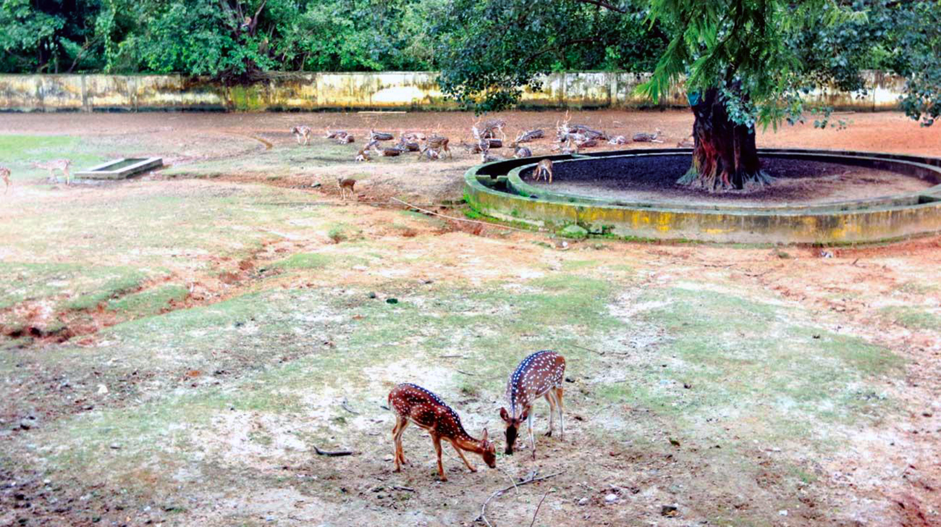 The zoo that is not