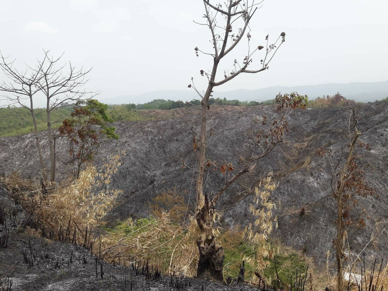 An environmental and livelihood crisis in Bandarban's Lama