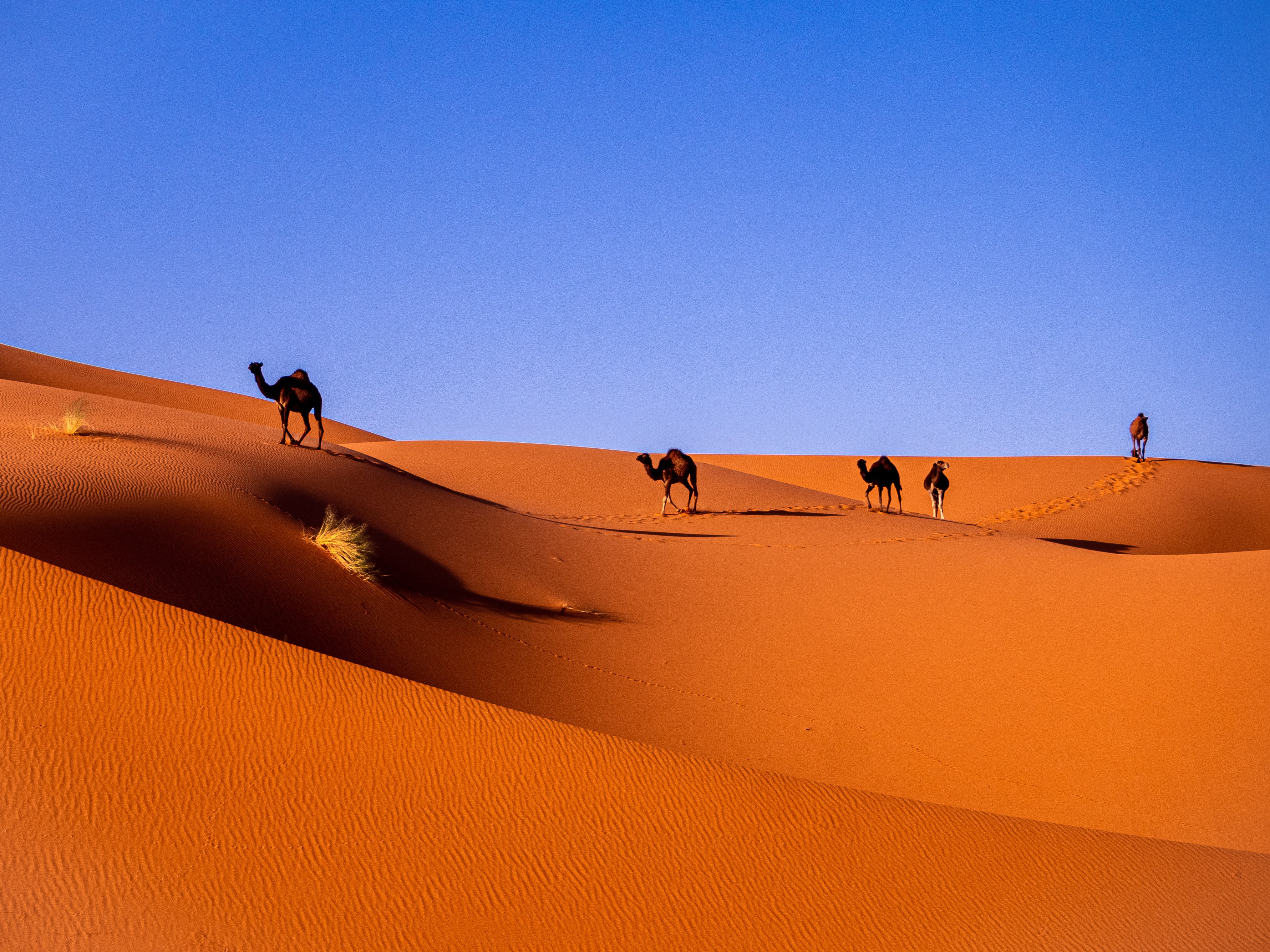 Top 5 places to visit in Morocco