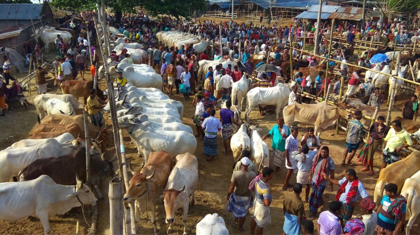 Tree plantation: DNCC to collect cow dung from cattle market ahead of Eid
