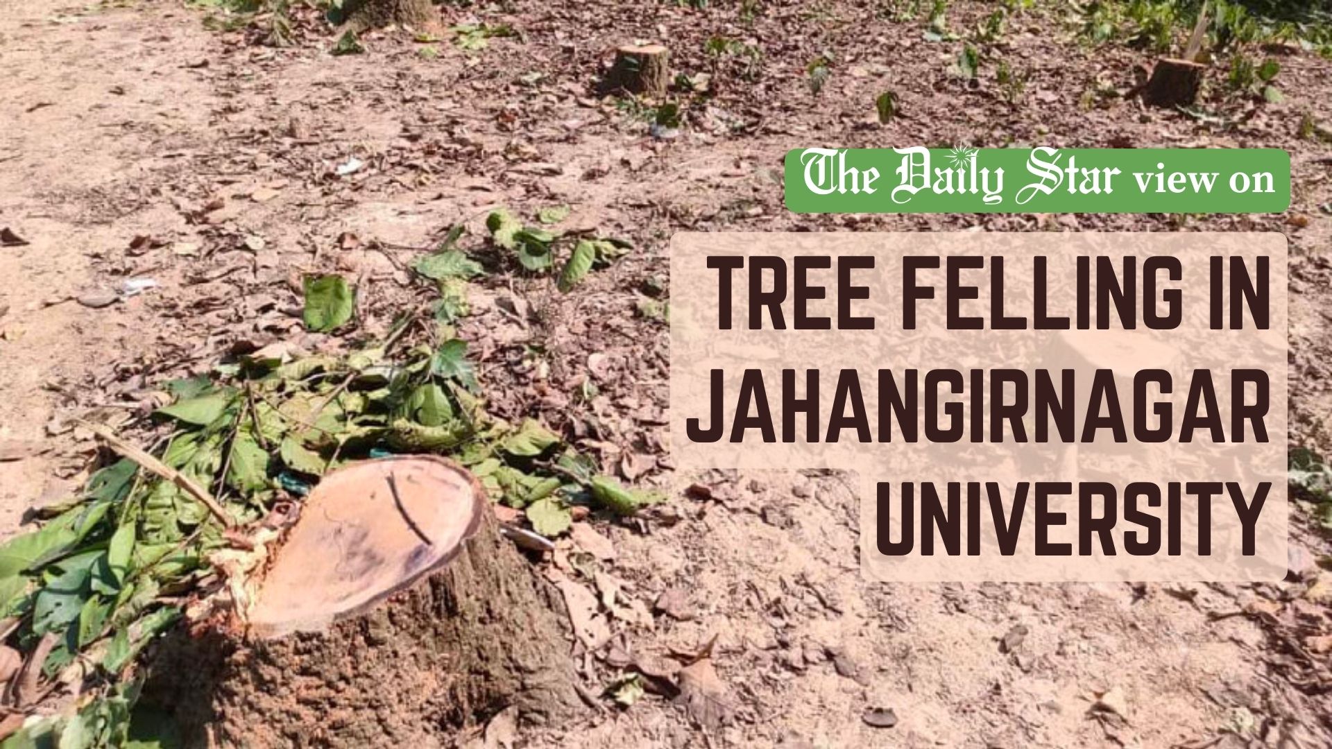 More trees fall victim to development