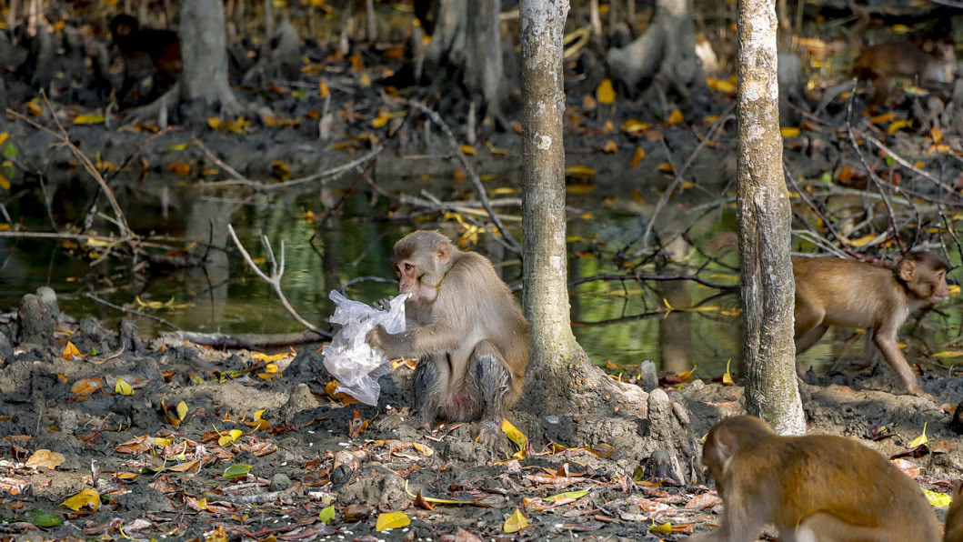 To reform Bangladesh's environment sector, focus on biodiversity conservation