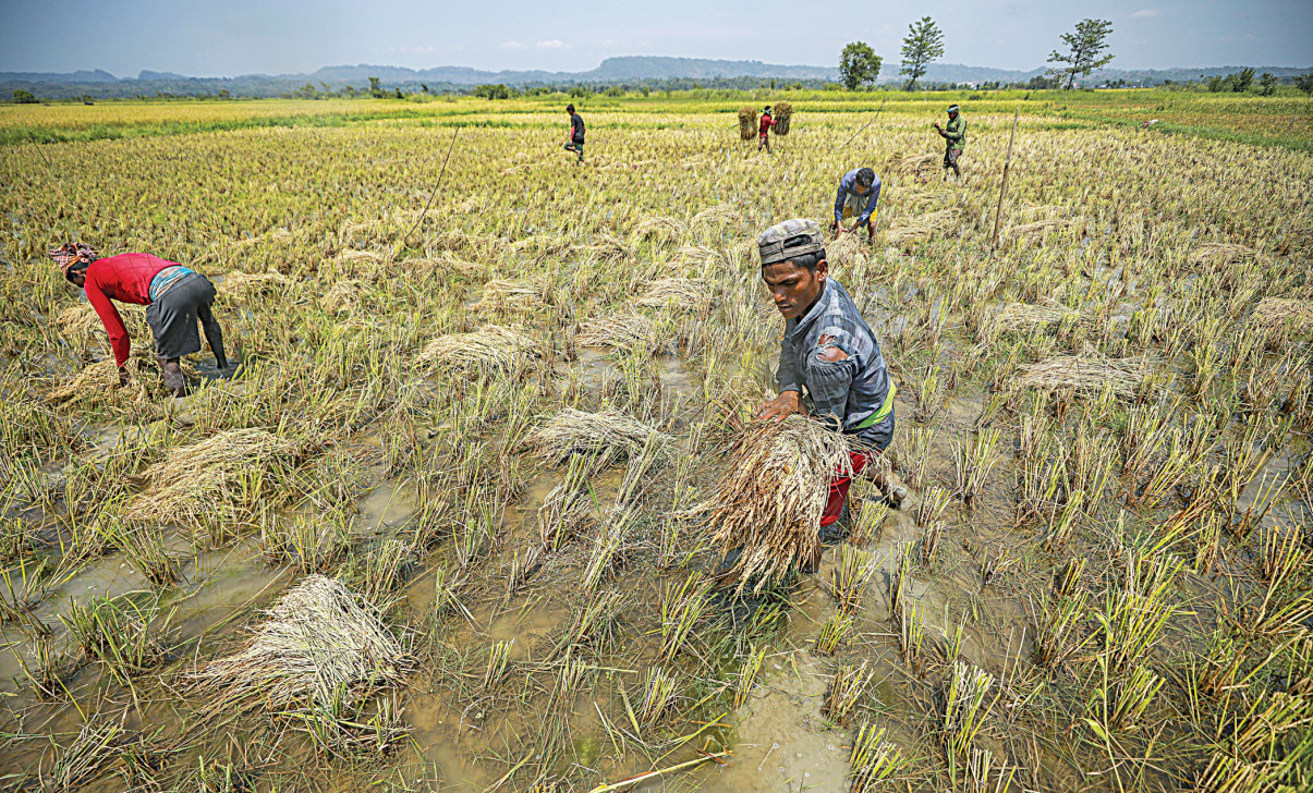 WORLD FOOD DAY: Food security is not just about food production