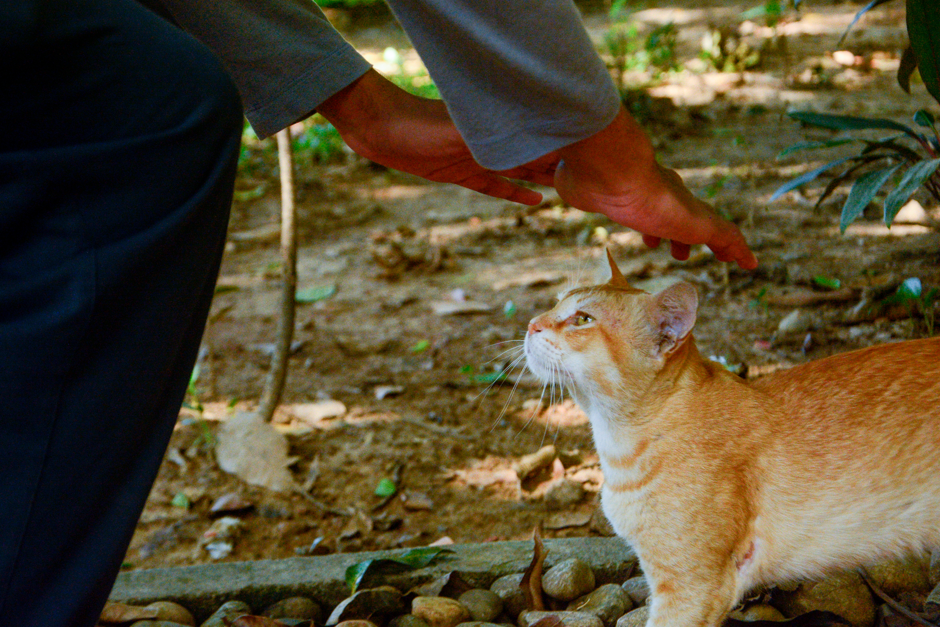 Nature, and stray cats: Dhaka’s hidden daily joys
