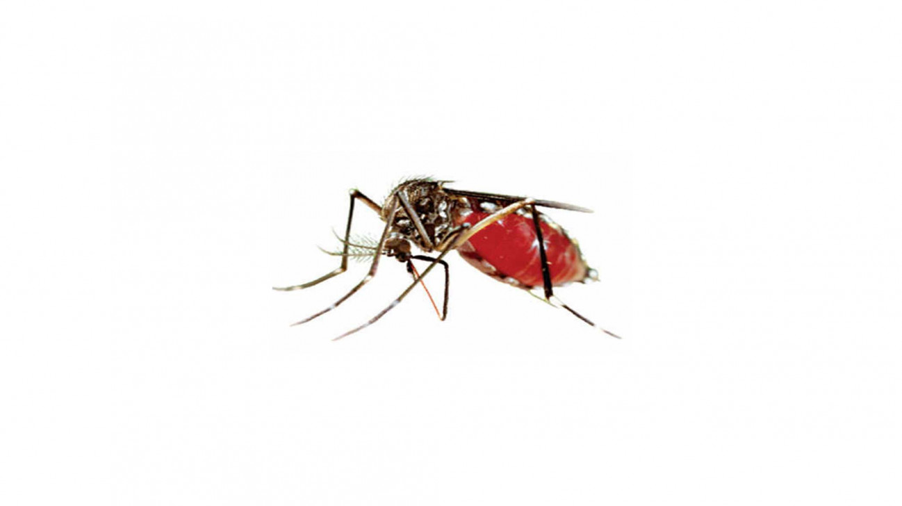 Curbing dengue: Laxity at the beginning led to outbreak
