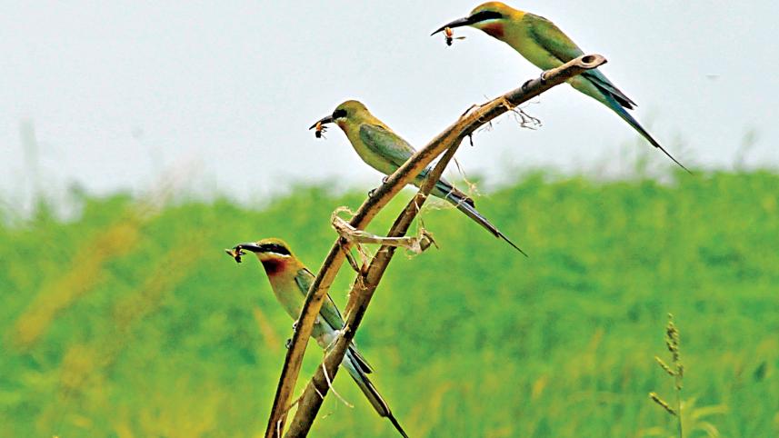 Birds.jpg