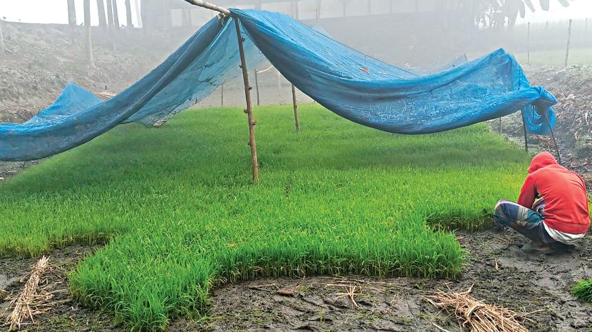 Boro-seedbeds.jpg