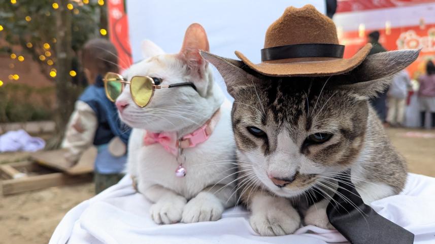 Paw Carnival.jpg