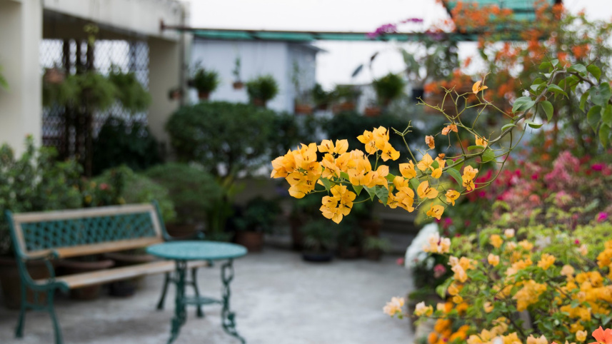 One tree for every 28 people?! Rooftop gardening becomes Dhaka’s answer