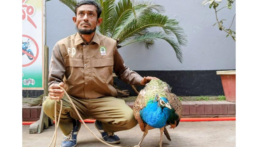 peacock.jpg