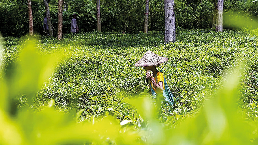 tea-workers.jpg