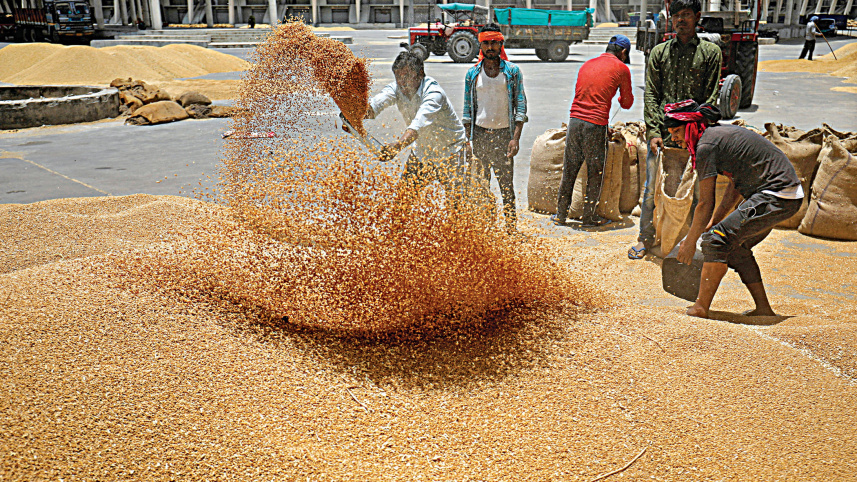 wheat-before-filling.jpg