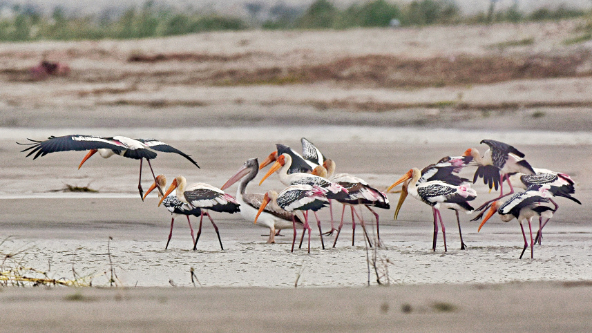 Birds1.jpg