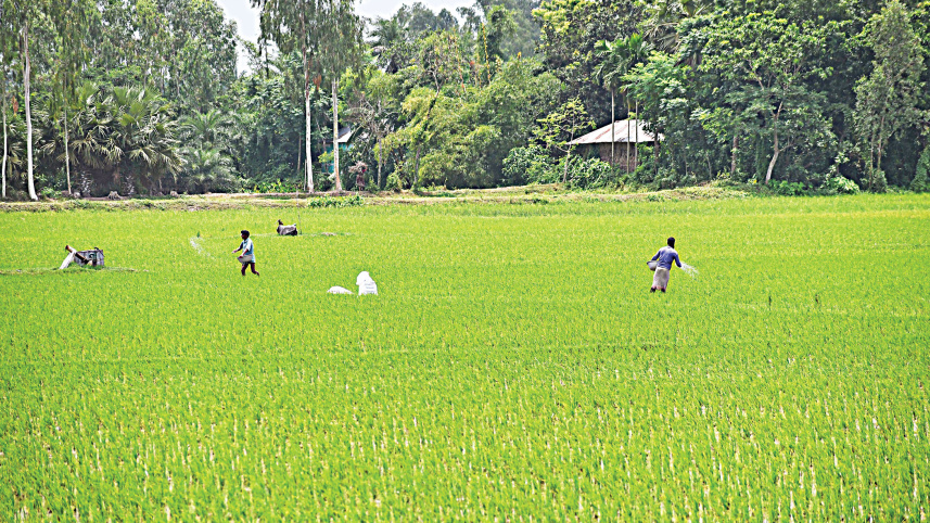 Crop-insurance.jpg