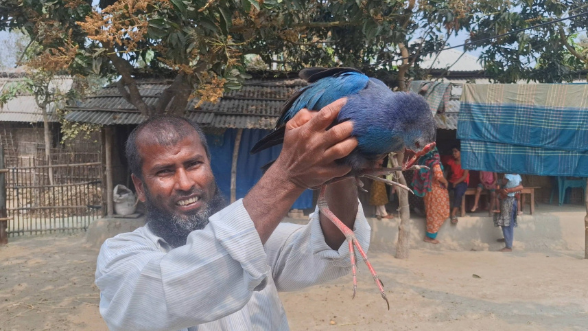 Kalim_Bird_.jpg