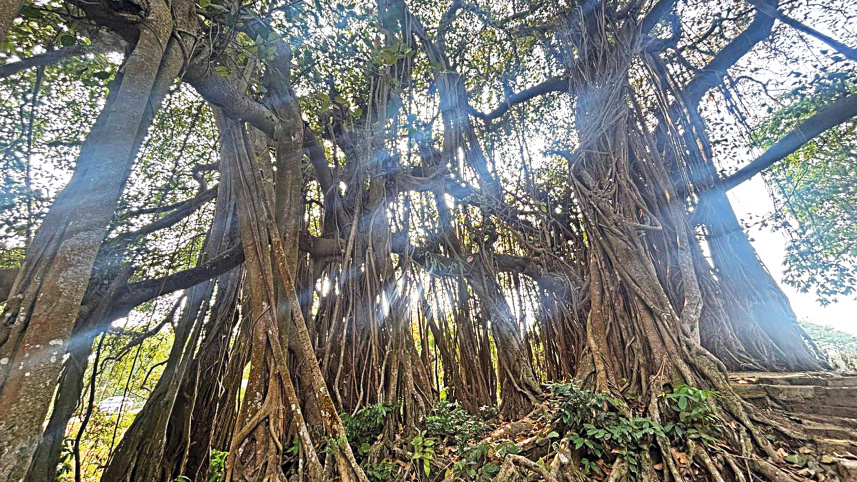 my_D_tree1.jpg