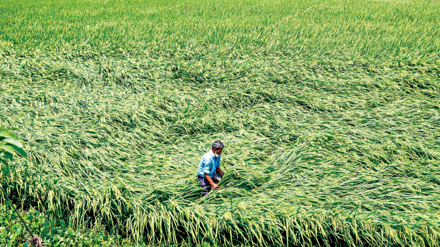 Boro-field.jpg