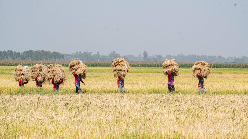 ED_1-Paddy_field.jpg