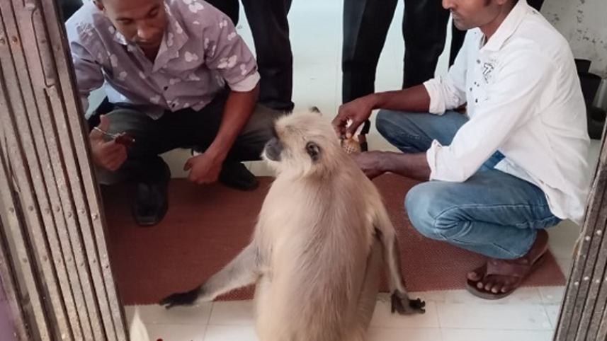 InjuredMonkey_Jashore.jpg