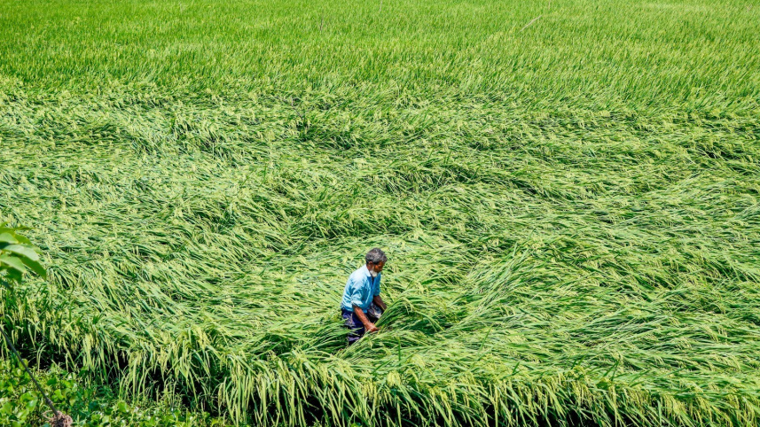 Rice-2 .jpg