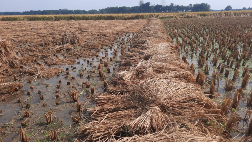 Jhenaidah_Paddy_cropland3_09052026_ebba_skm_1.jpg