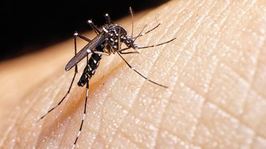 aedes-aegypti.jpg