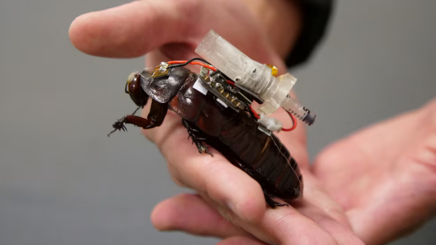Cockroach robot