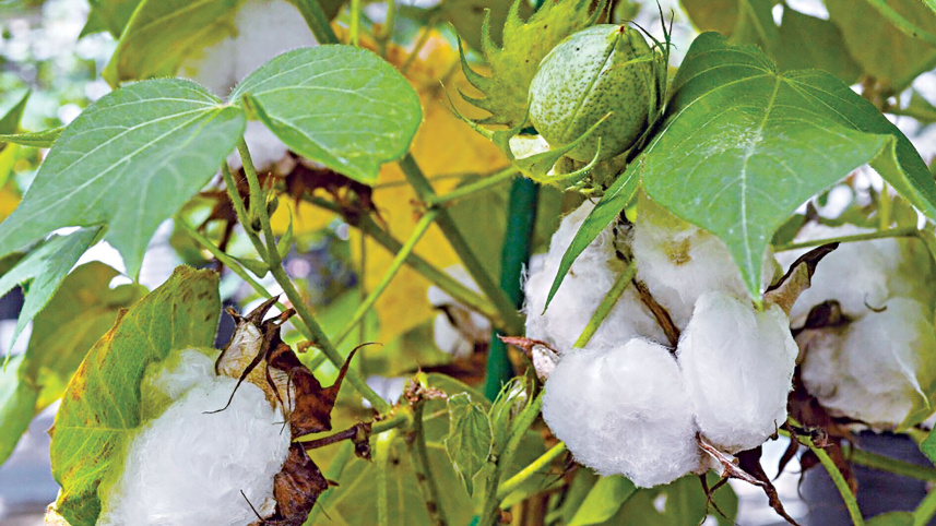 CottonPort.jpg