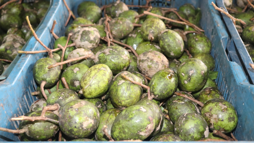 A maund (37.3kg) of hog plums currently sells for Tk 750-800 in wholesale markets. Photo: Star