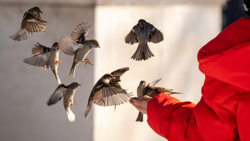 How to make your balcony bird-friendly this summer