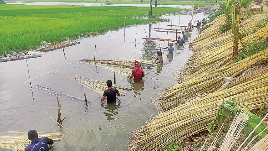 Jute-farmers.jpg