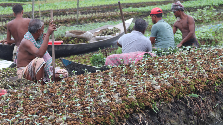 Rain-losses-sapling-growers.jpg